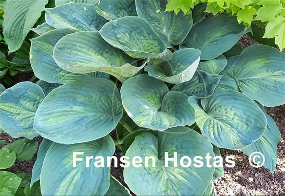 Hosta Simply Sharon